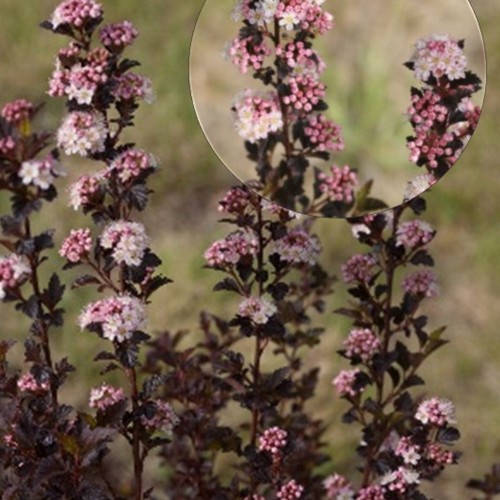 Physocarpus opulifolius 'Tiny Wine' - Lodjapuulehine põisenelas 'Tiny Wine' C1/1L
